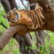 Calm tiger relaxing on a tree