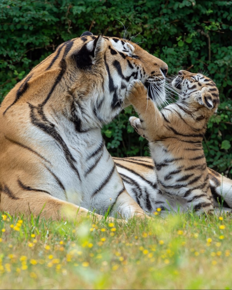 Tiger and her cub cuddling