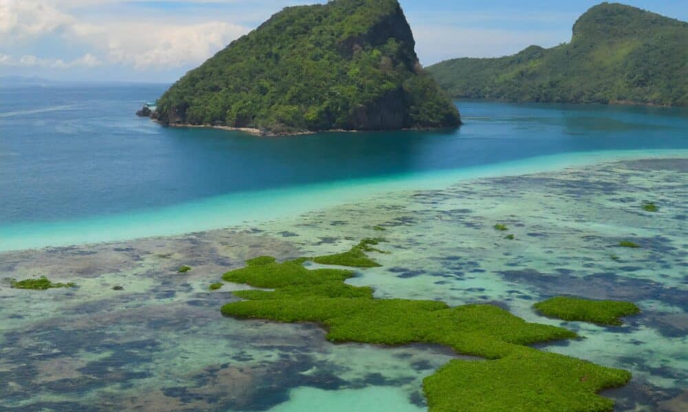 Seaweed plastic in the vast ocean.