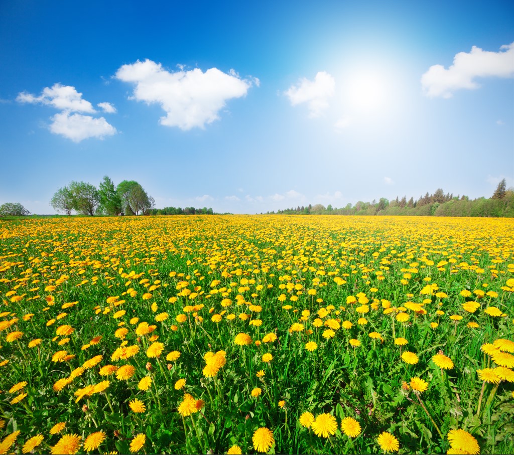 Dandelion field  