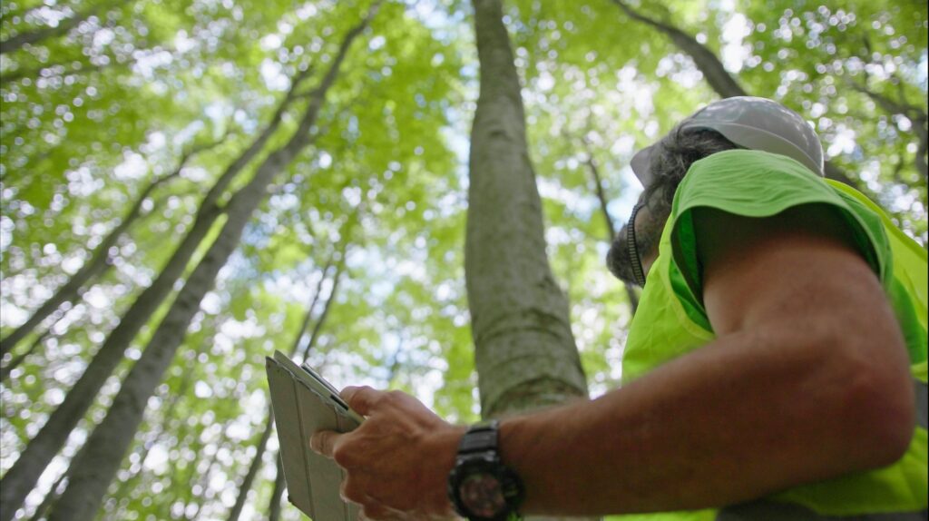 Researcher looking up at trees in the woods