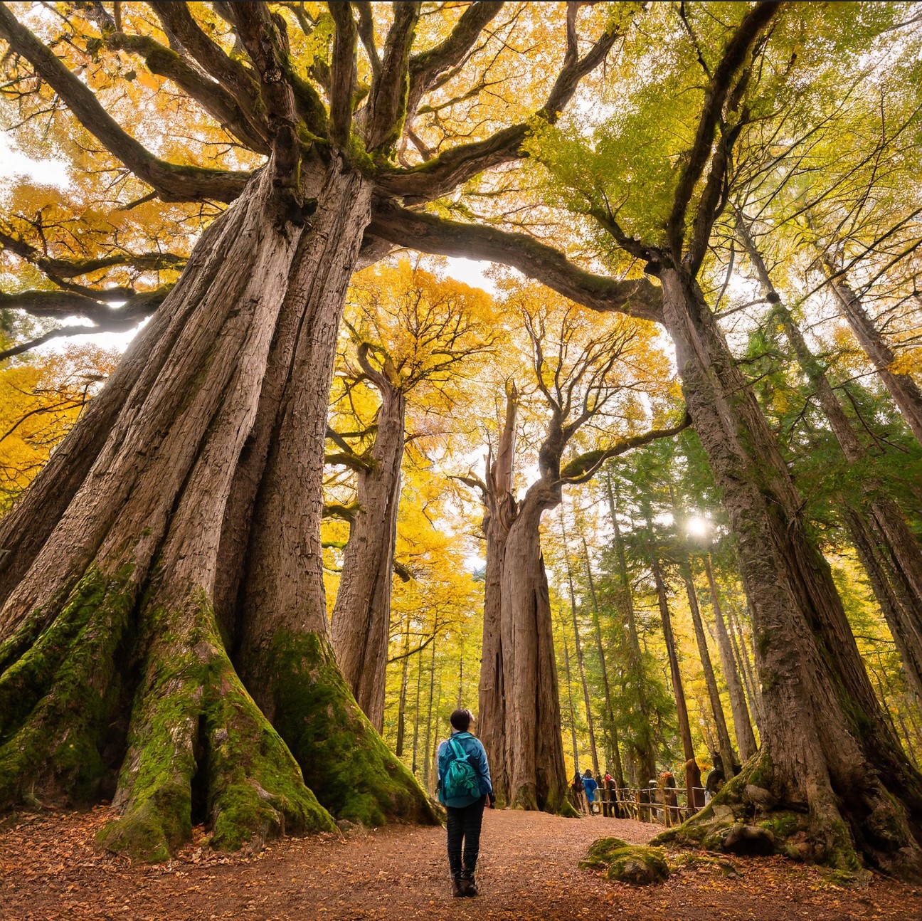 Archangel Ancient Tree Archive: Cloning Ancient Trees to Build Strong ...