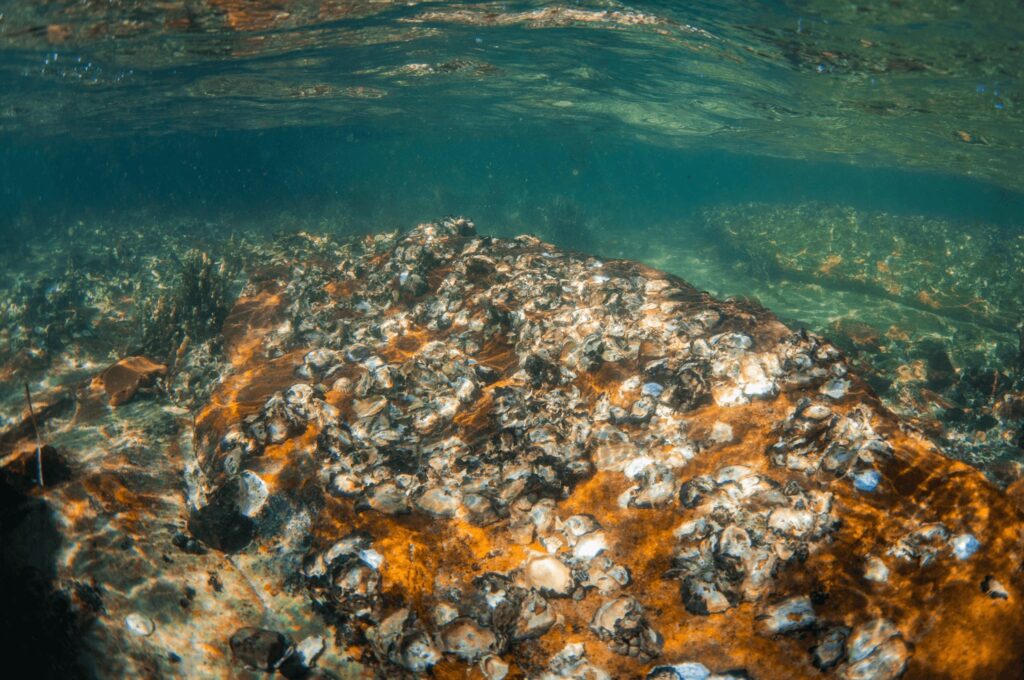 Underwater oyster reef