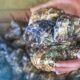 Hands of a women holding an oyster amongst a blue sea
