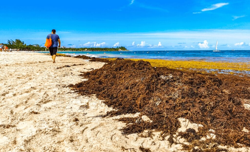 Caribbean beach with sargassum seaweed washed up on it's shores