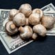 Mushrooms sitting on dollar bills