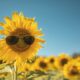 sun flower with glasses on it