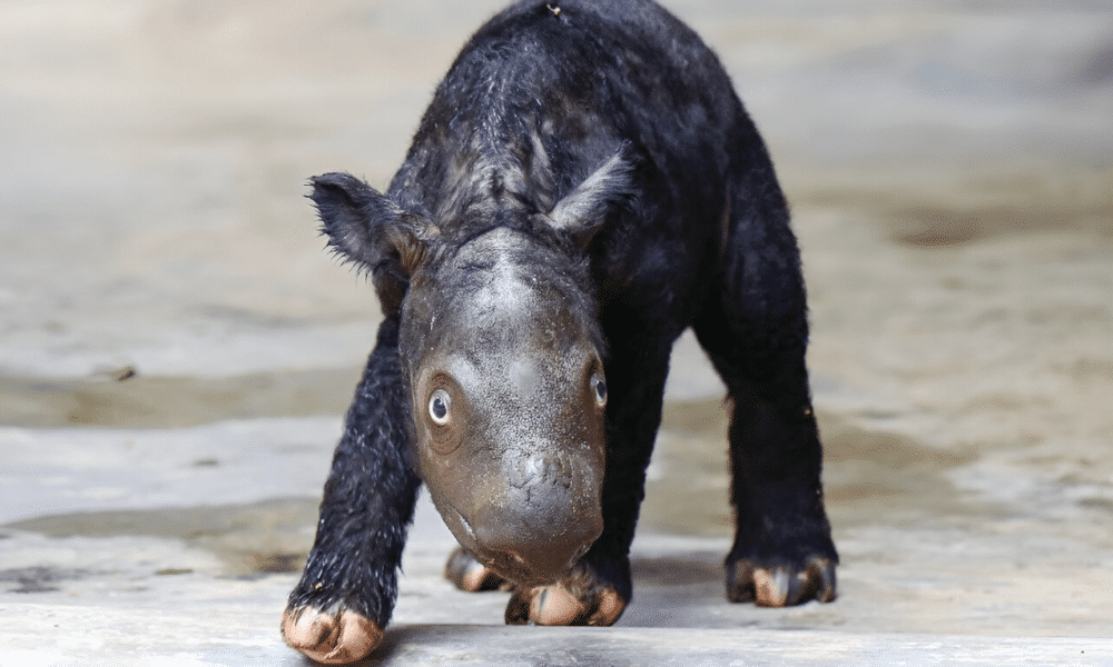 New baby Sumatran Rhino born in Sumatran rhino sanctuary. Giving hope to species.
