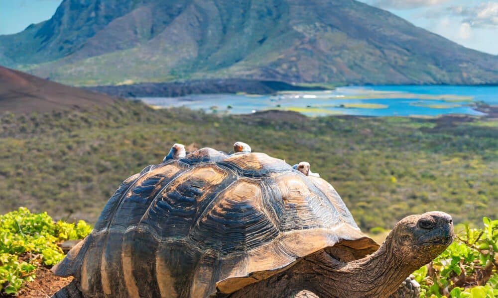 how long do tortoises live and why are they so important?