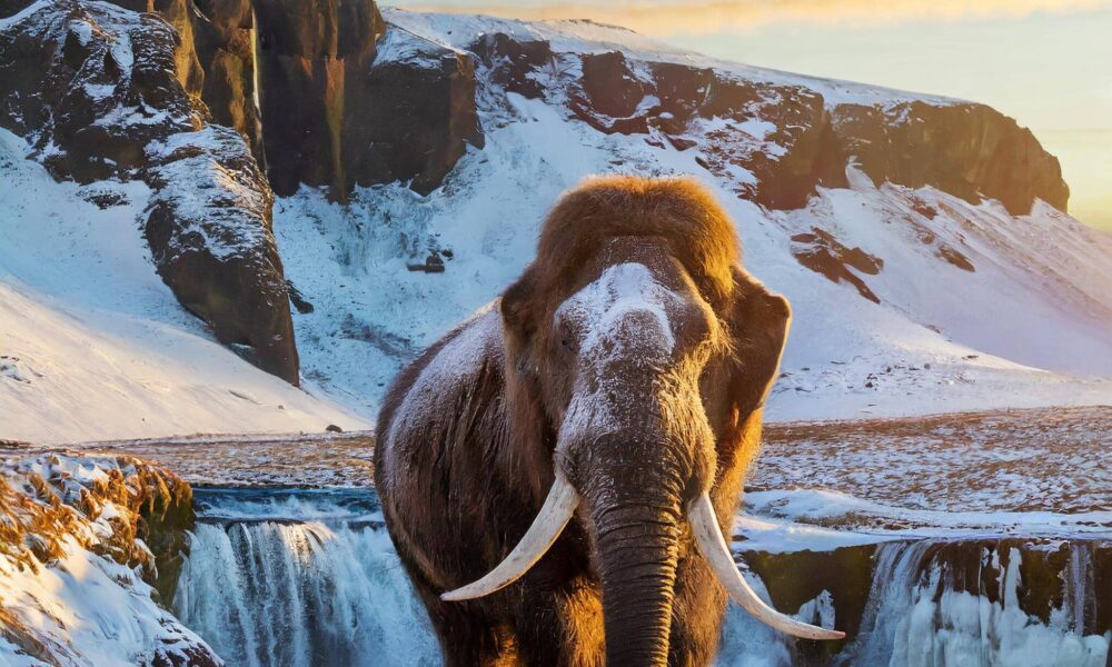 colossal biosciences bringing back the woolly mammoth with gene editing