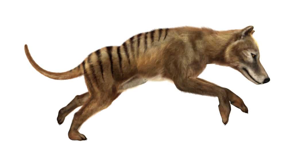 Colossal Biosciences: Thylacine