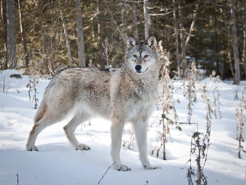 bringing back the dire wolf. A picture of a gray wolf