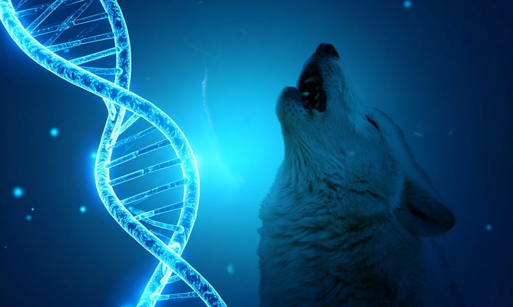 Colossal biosciences dire wolf de-extinction featured image