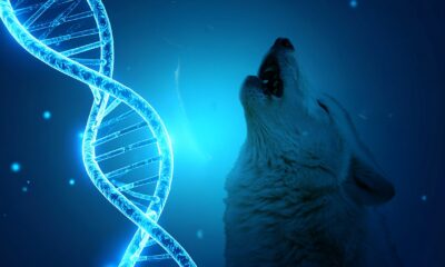 Colossal biosciences dire wolf de-extinction featured image