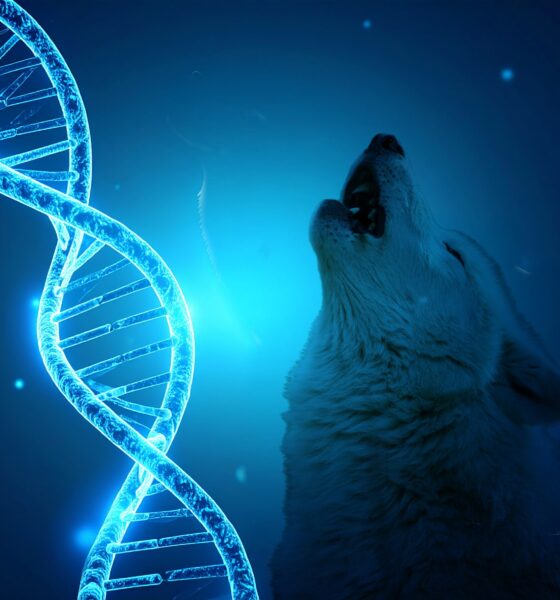 Colossal biosciences dire wolf de-extinction featured image